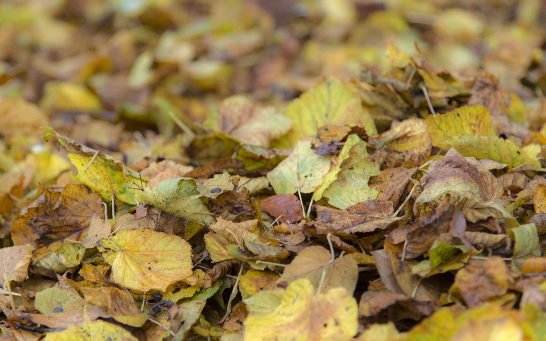 Čarobnost jesenskih dni v hribih